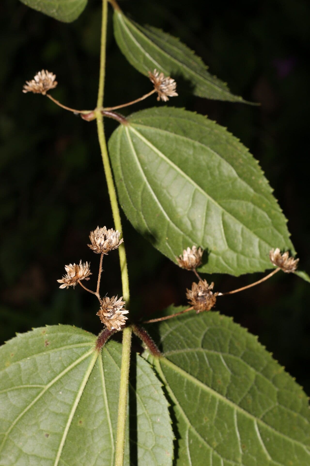 Eupatoriastrum 7