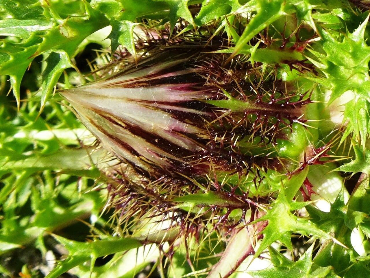 Silberdistel 29