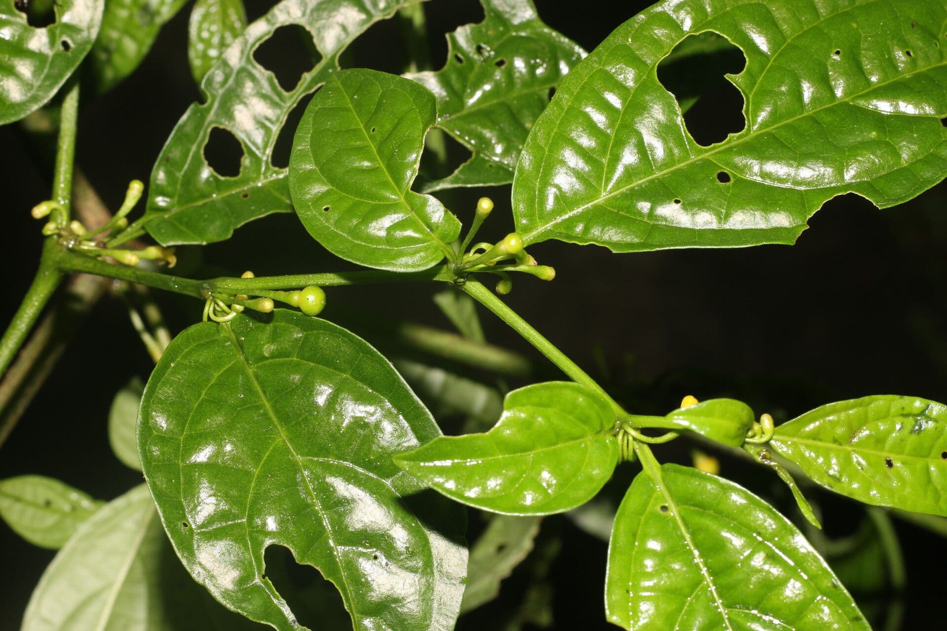 Witheringia 8