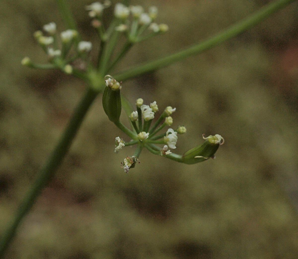 Lomatium 3