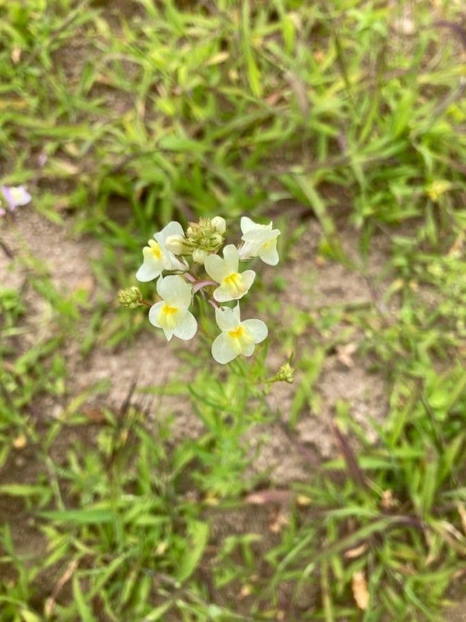 Linaria marocchina 5