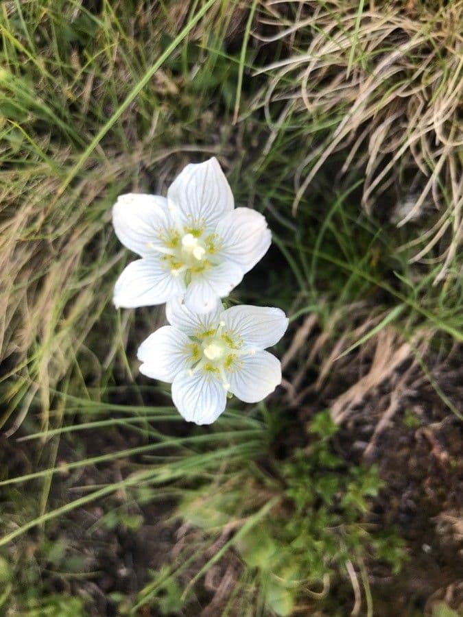 Parnassia 23