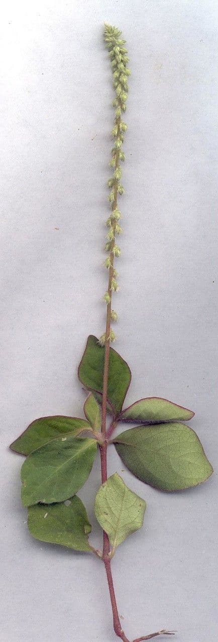 Cyathula prostrata 20
