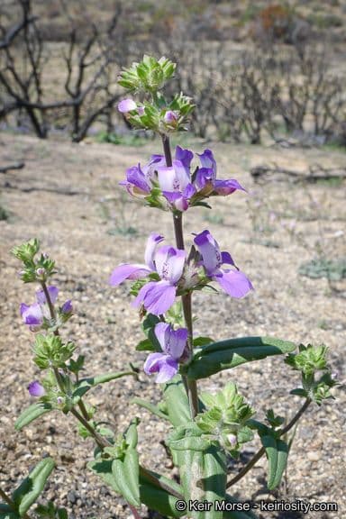 Collinsia concolor 8