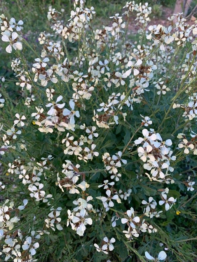 Brauner Senf 14