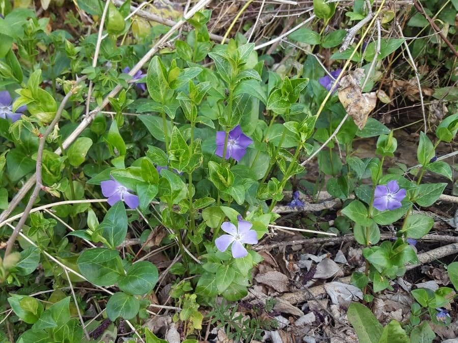 Pervinca difforme 19