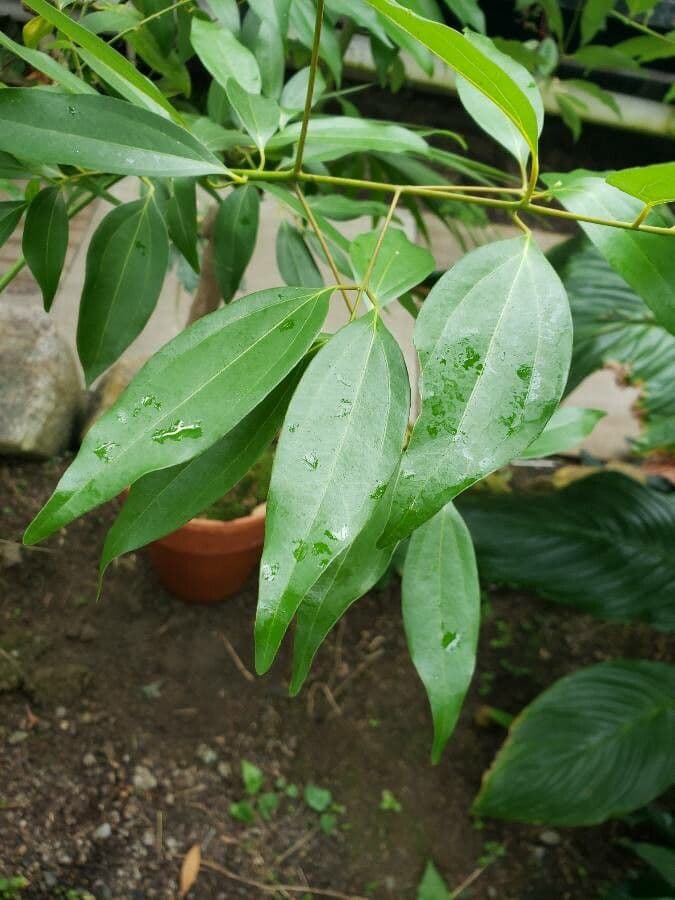 Cannella 3