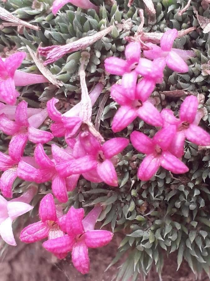 Asperula 2