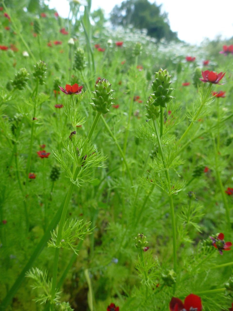 Adonis annuale 12