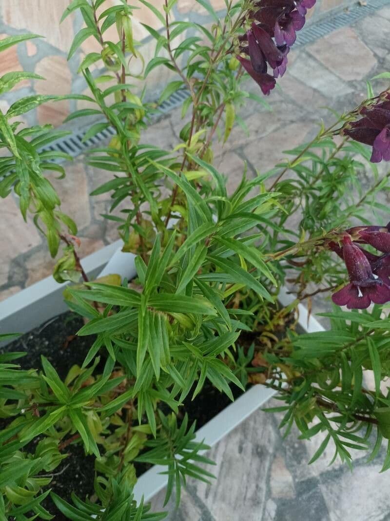 Penstemon di Hartweg 11