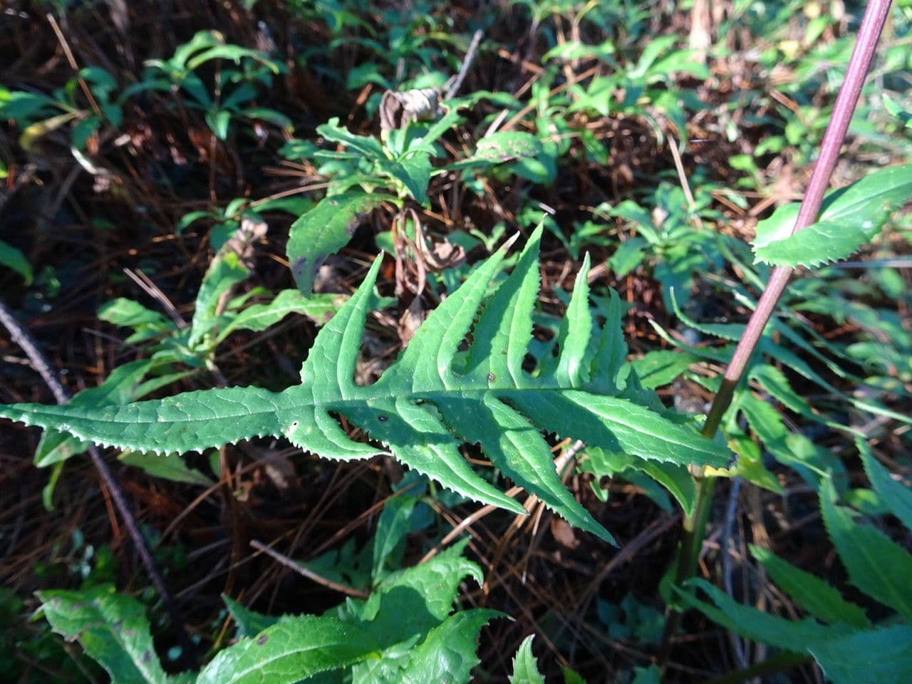 Senecio rosato 9