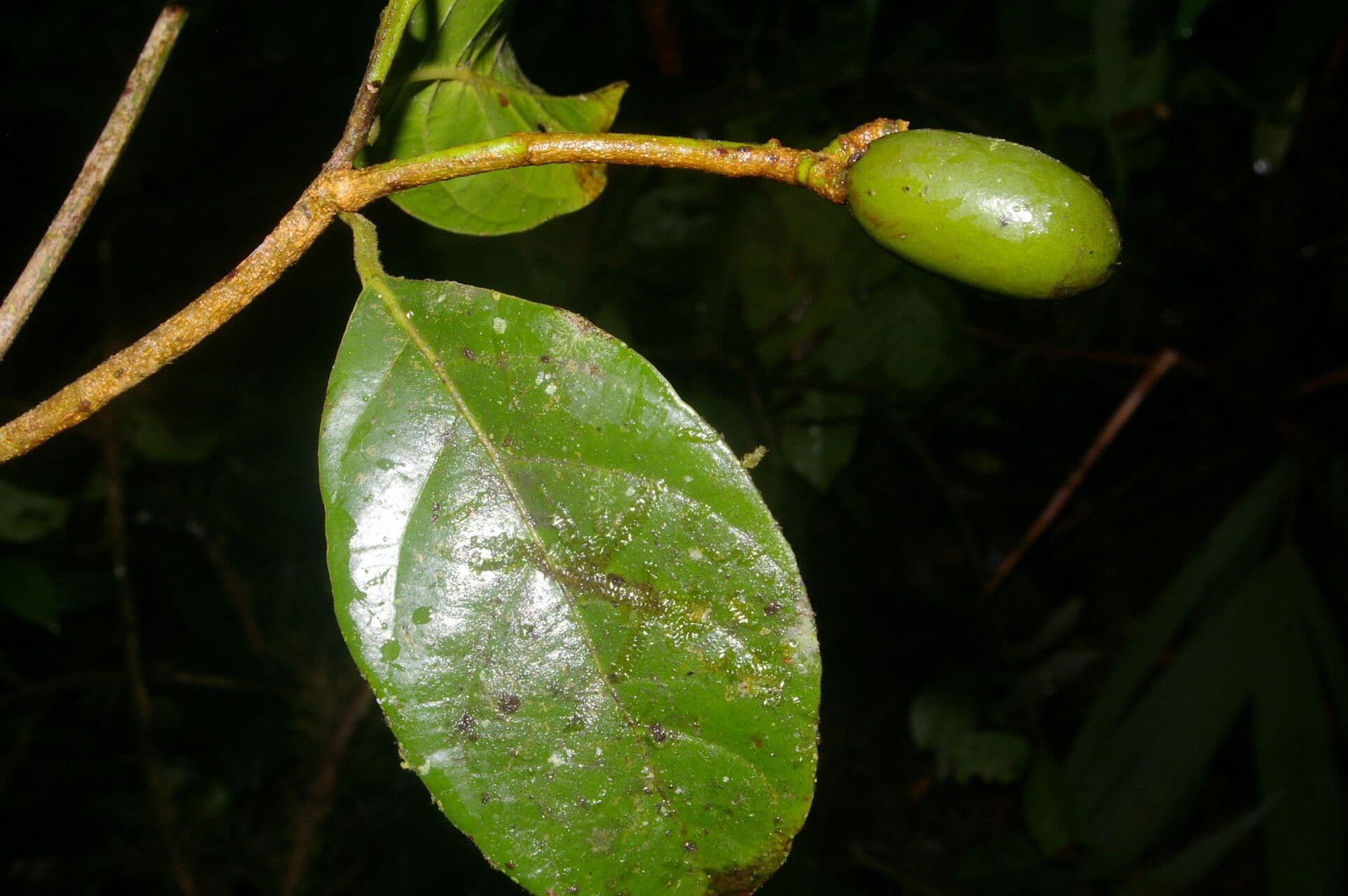 Beilschmiedia costaricense 2