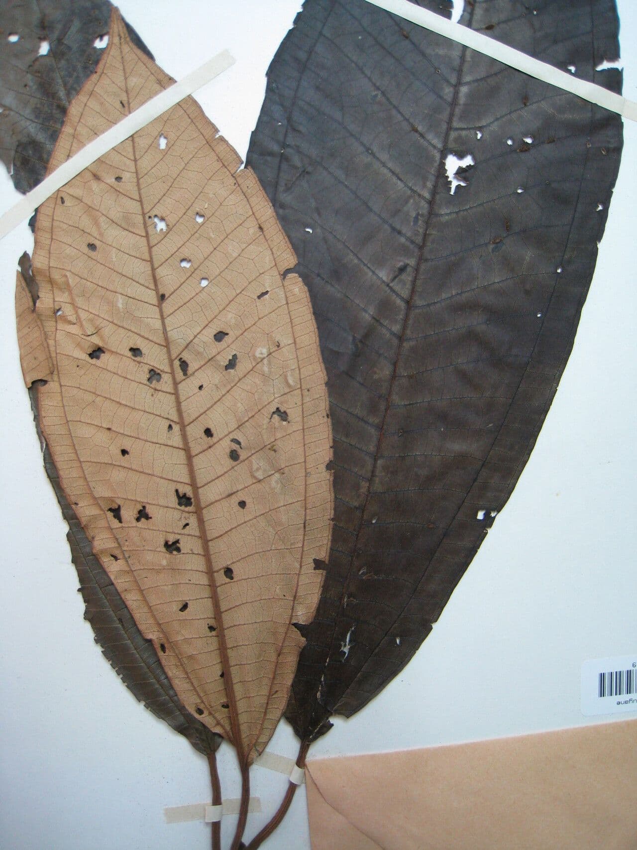 Miconia punteggiata 17