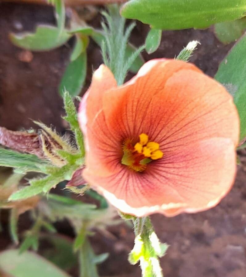 Turnera sidoides 2