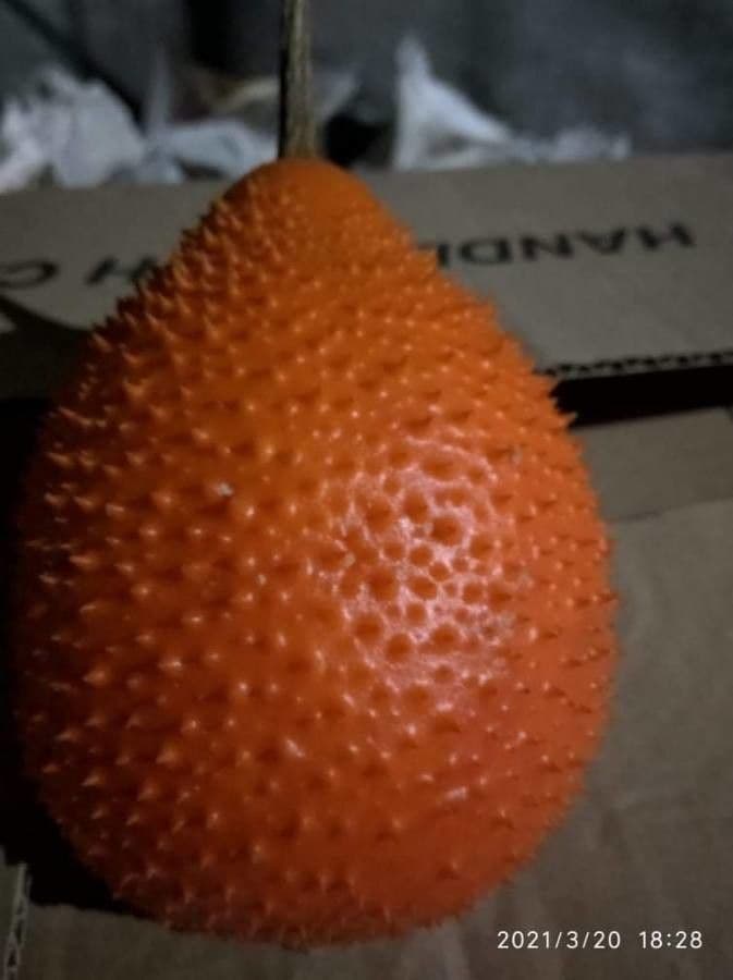 Kanton-Bittermelone 3