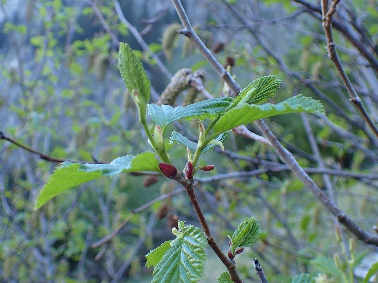 Ontano verde 15