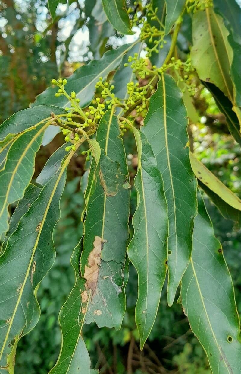 Ocotea 16