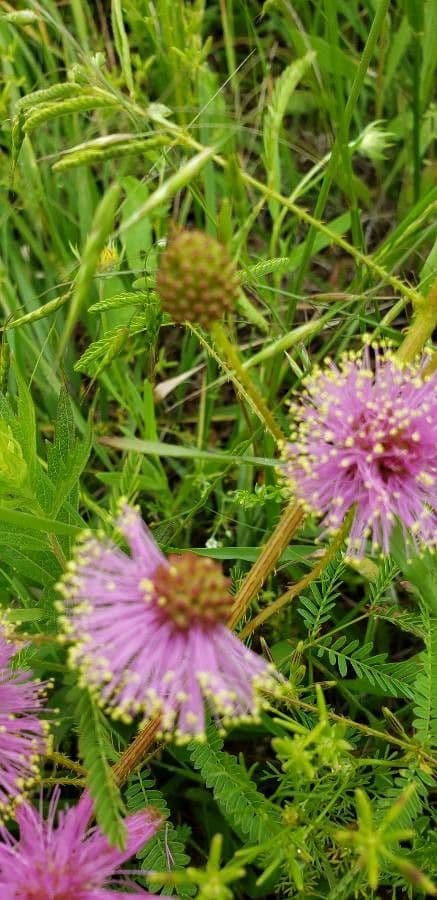 Mimosa quadrivalvis
