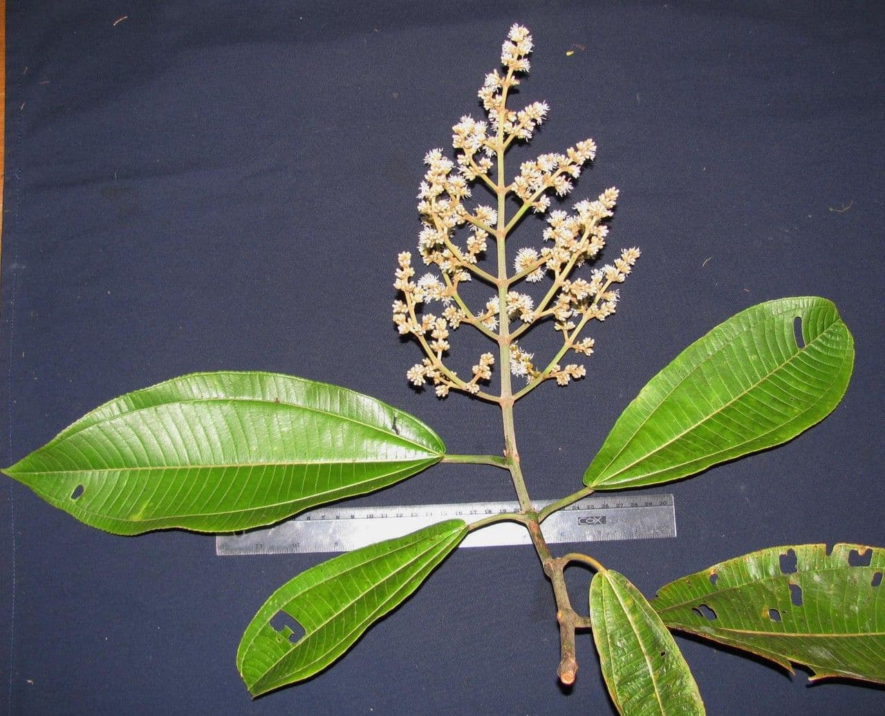Miconia 18