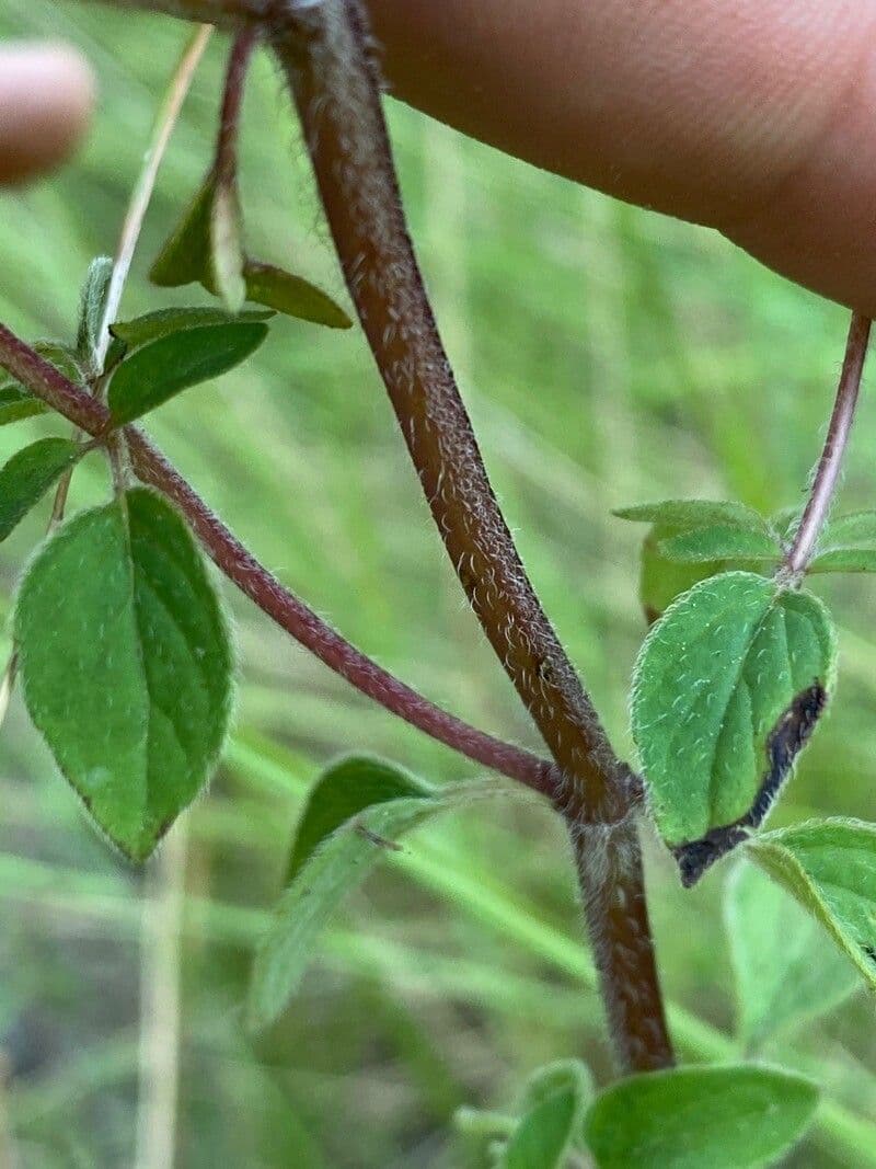 Oregano 23