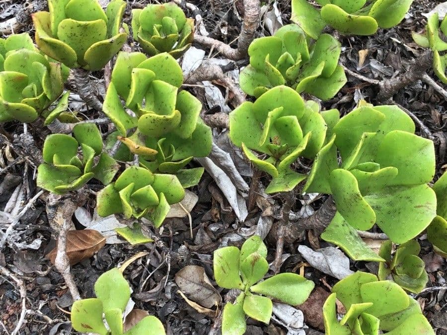 Aeonium 8