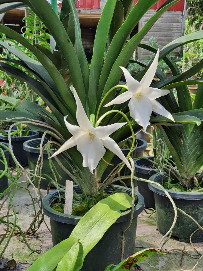 Orchidea di Darwin 2