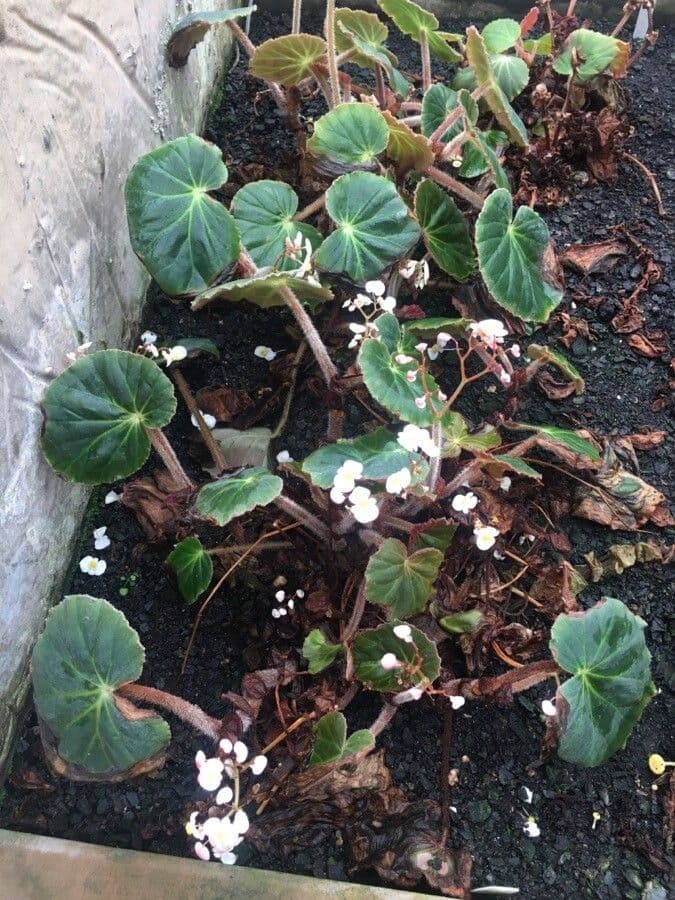 Begonia 3