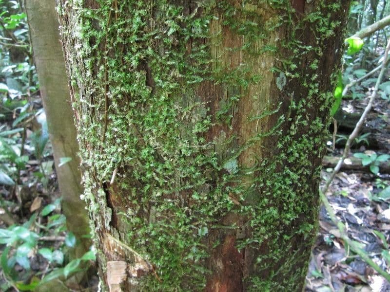Pouteria 6