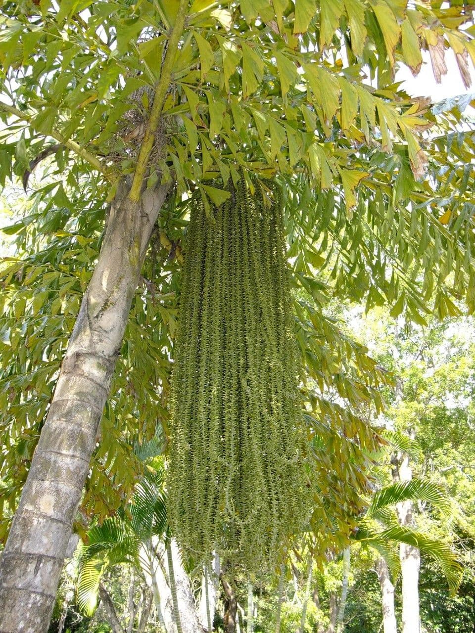 Palmier queue de poisson 10