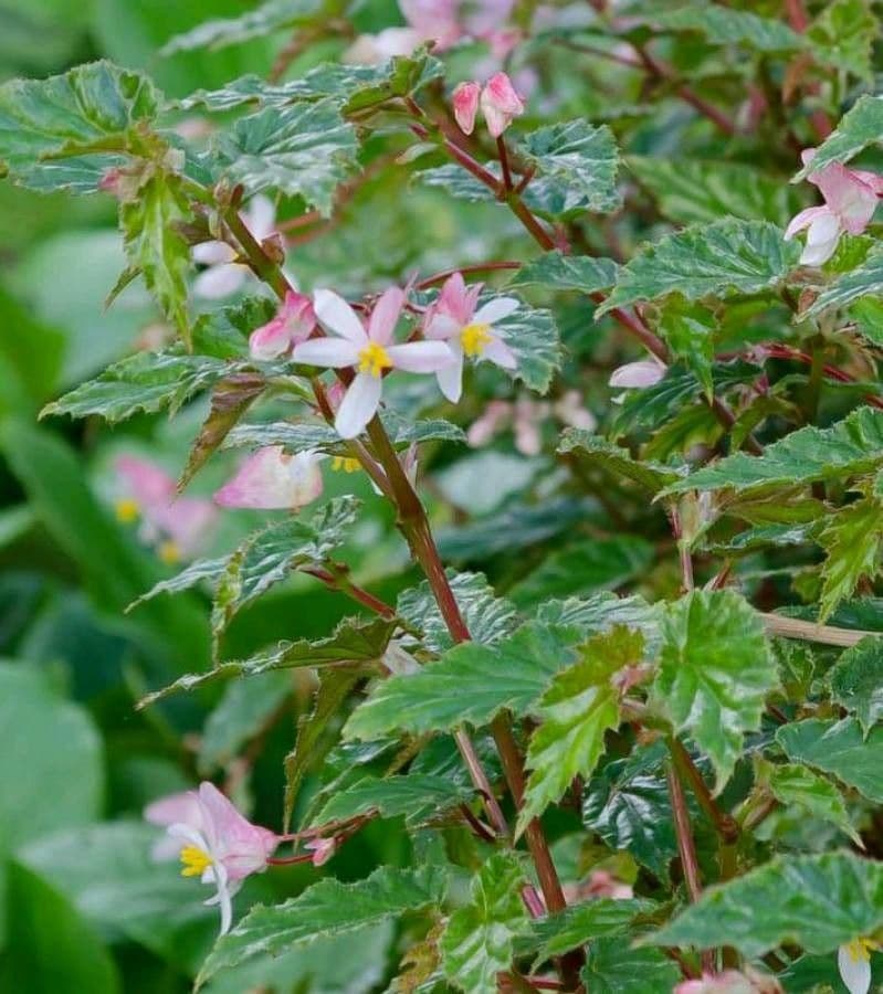 Begonia 3