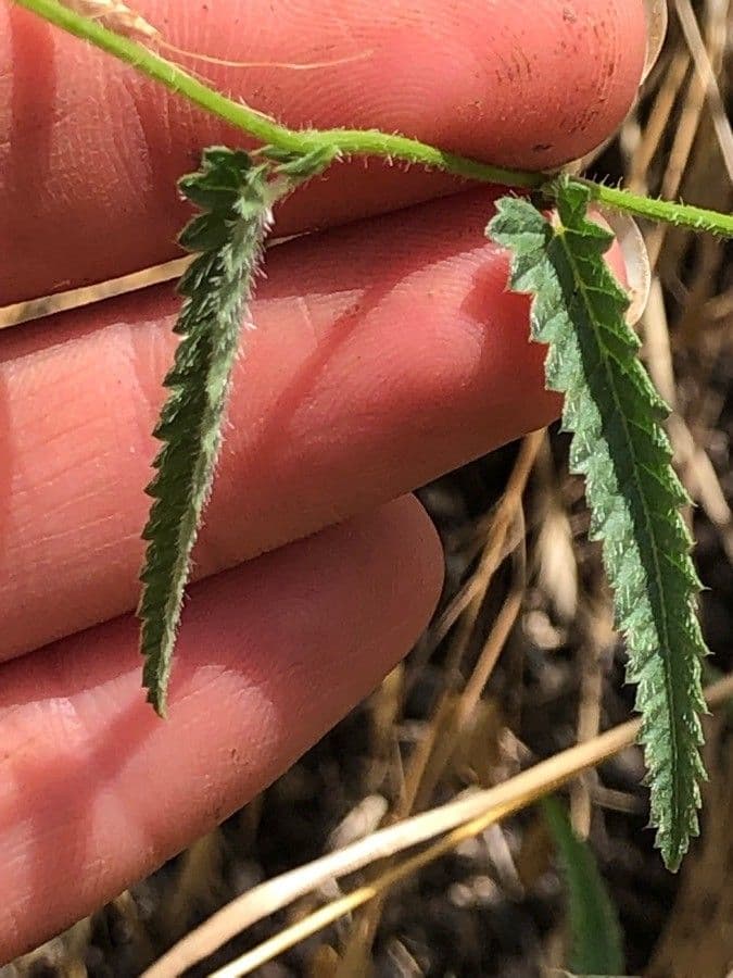 Tragia ramosa 14