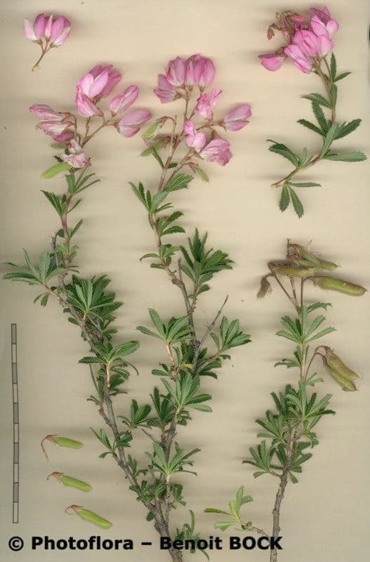 Ononide arbustivo 29