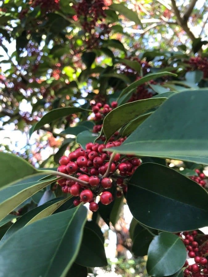 Ilex rotunda 2