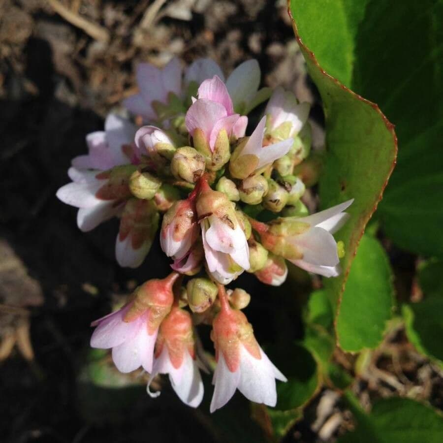 Borówka brusznica 10