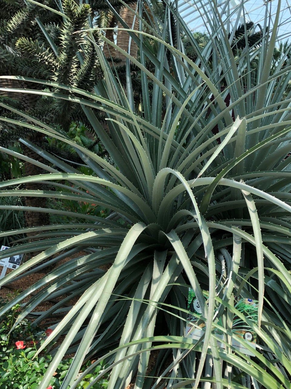 Puya 10