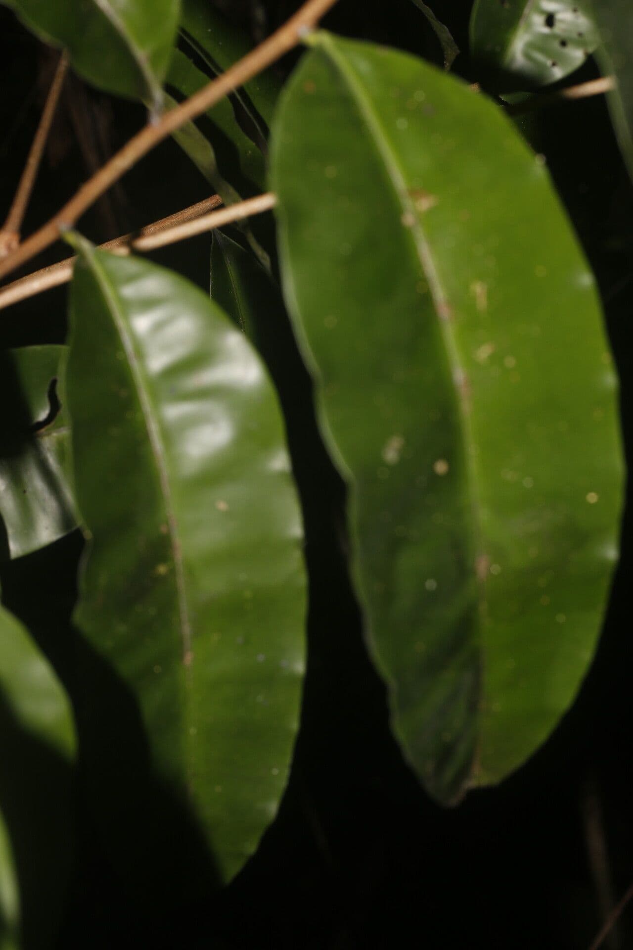 Elvasia 7