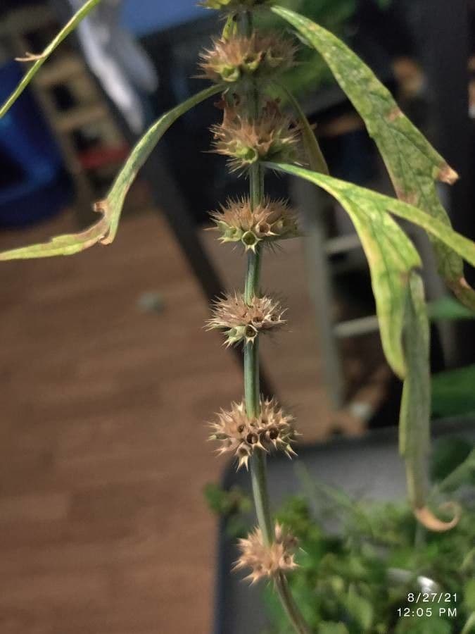 Agripalma