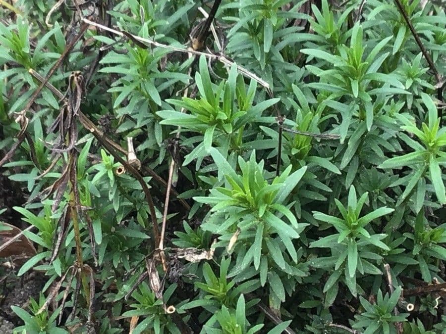 Asprella tintoria 11
