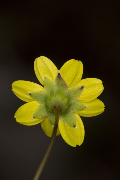 Crocidium multicaule 4