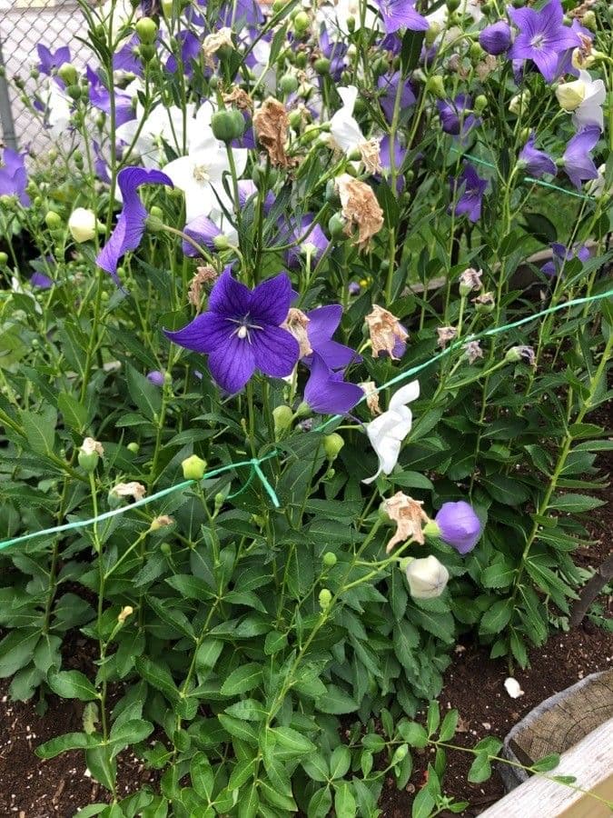 Platycodon à grandes fleurs 18