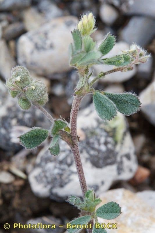 Medicago 7