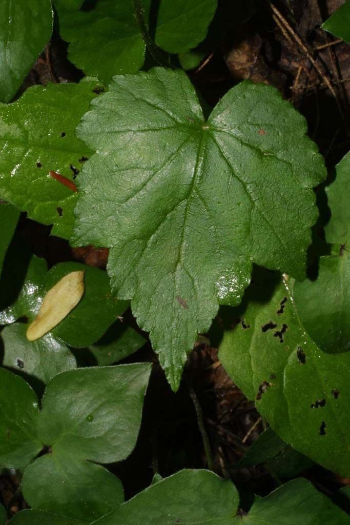 Mitella diphylla 14