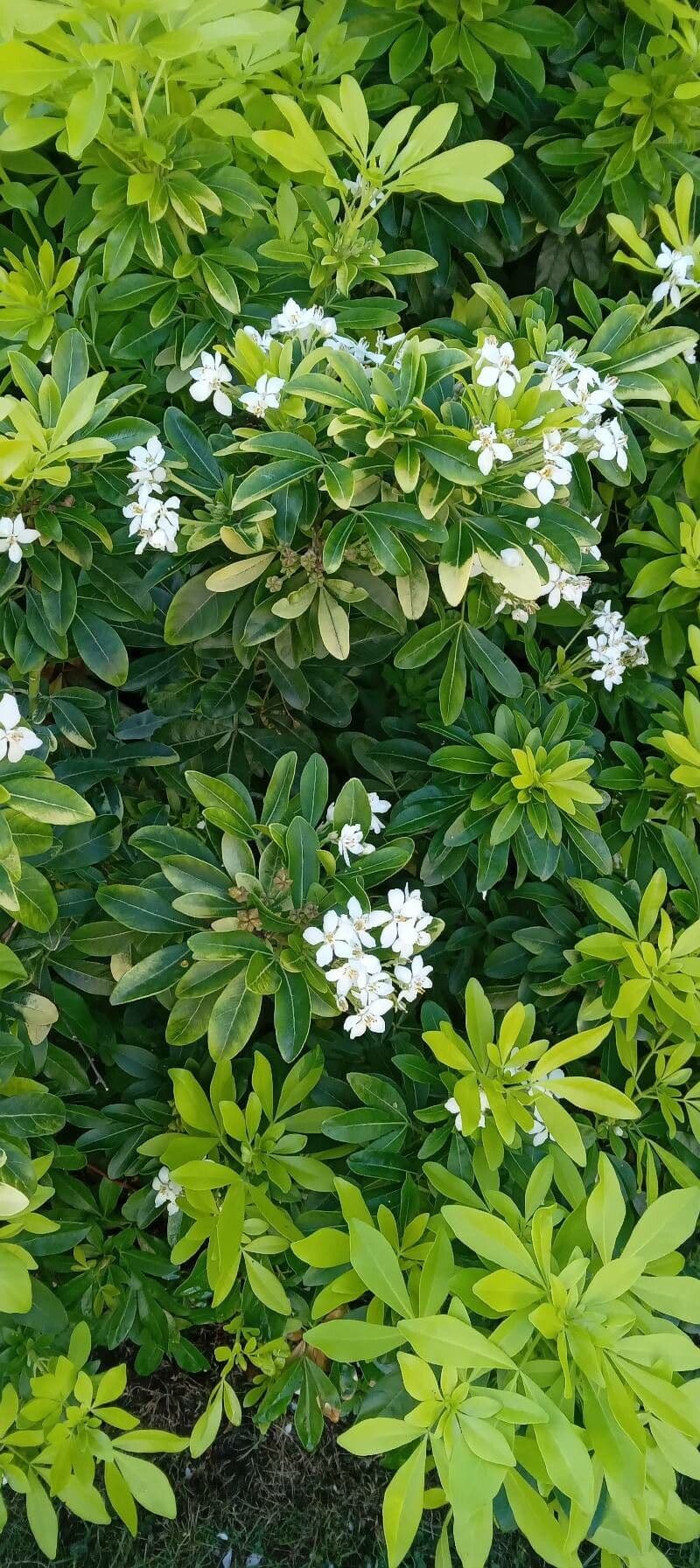 Choisya ternata 12