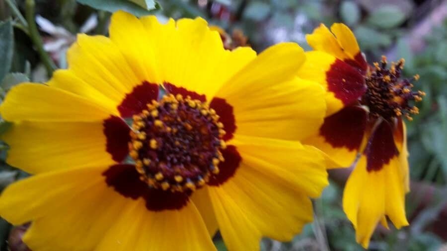 Goldmähnen-Coreopsis 4
