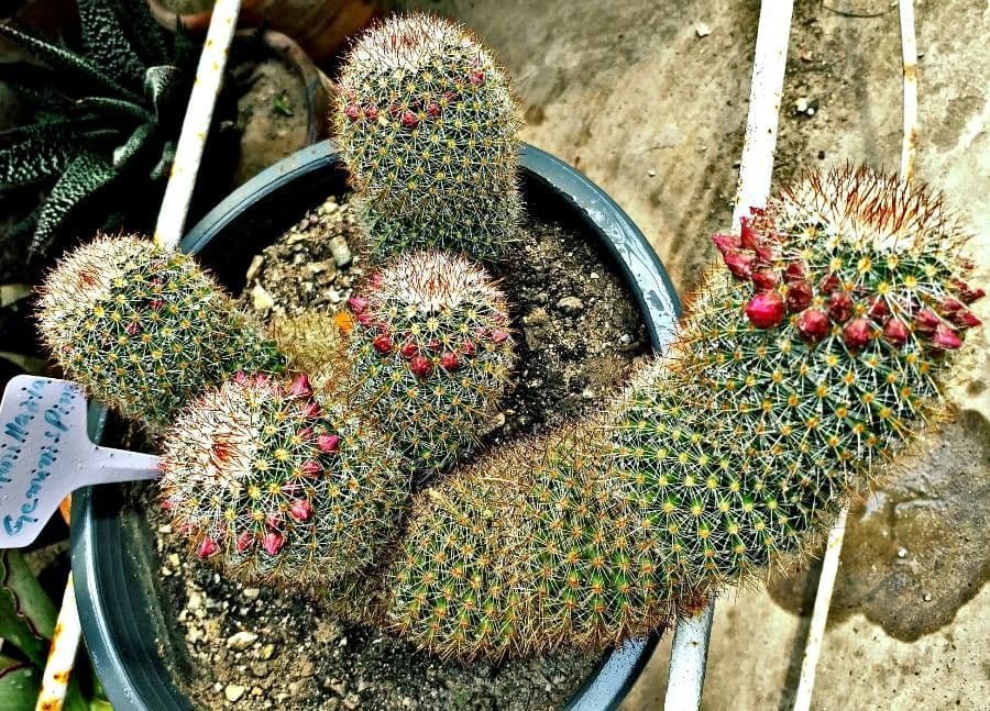 Cactus 4