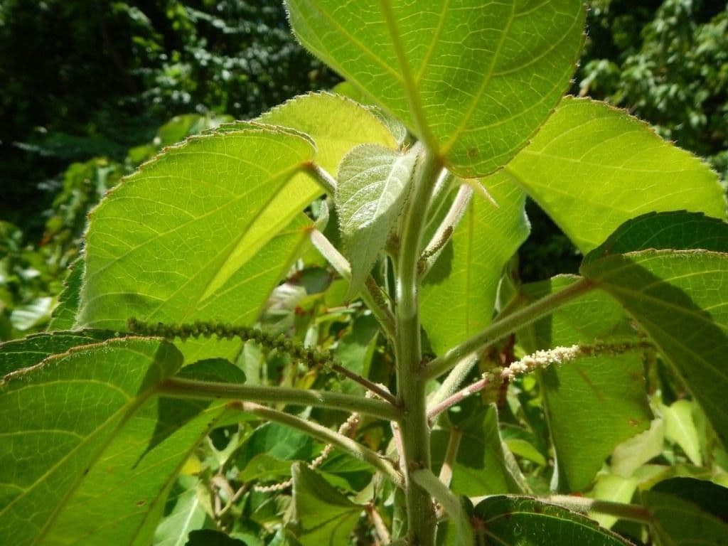 Acalypha 6