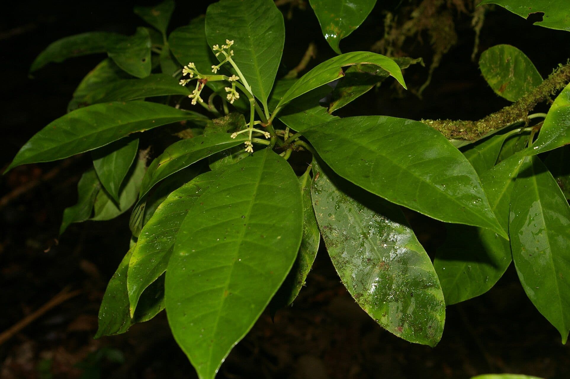 Chrysochlamys glauca 6