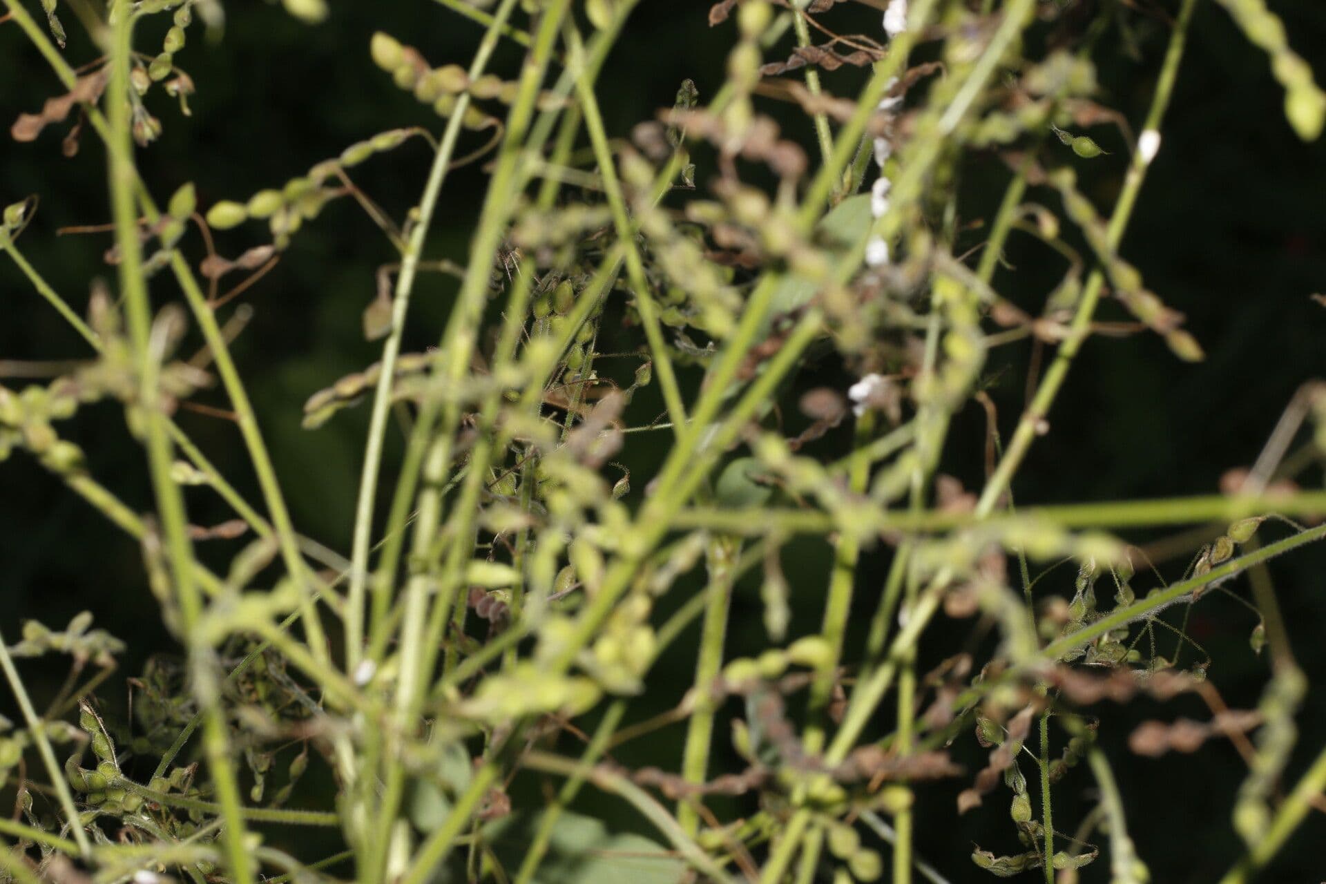 Desmodium distortum 6