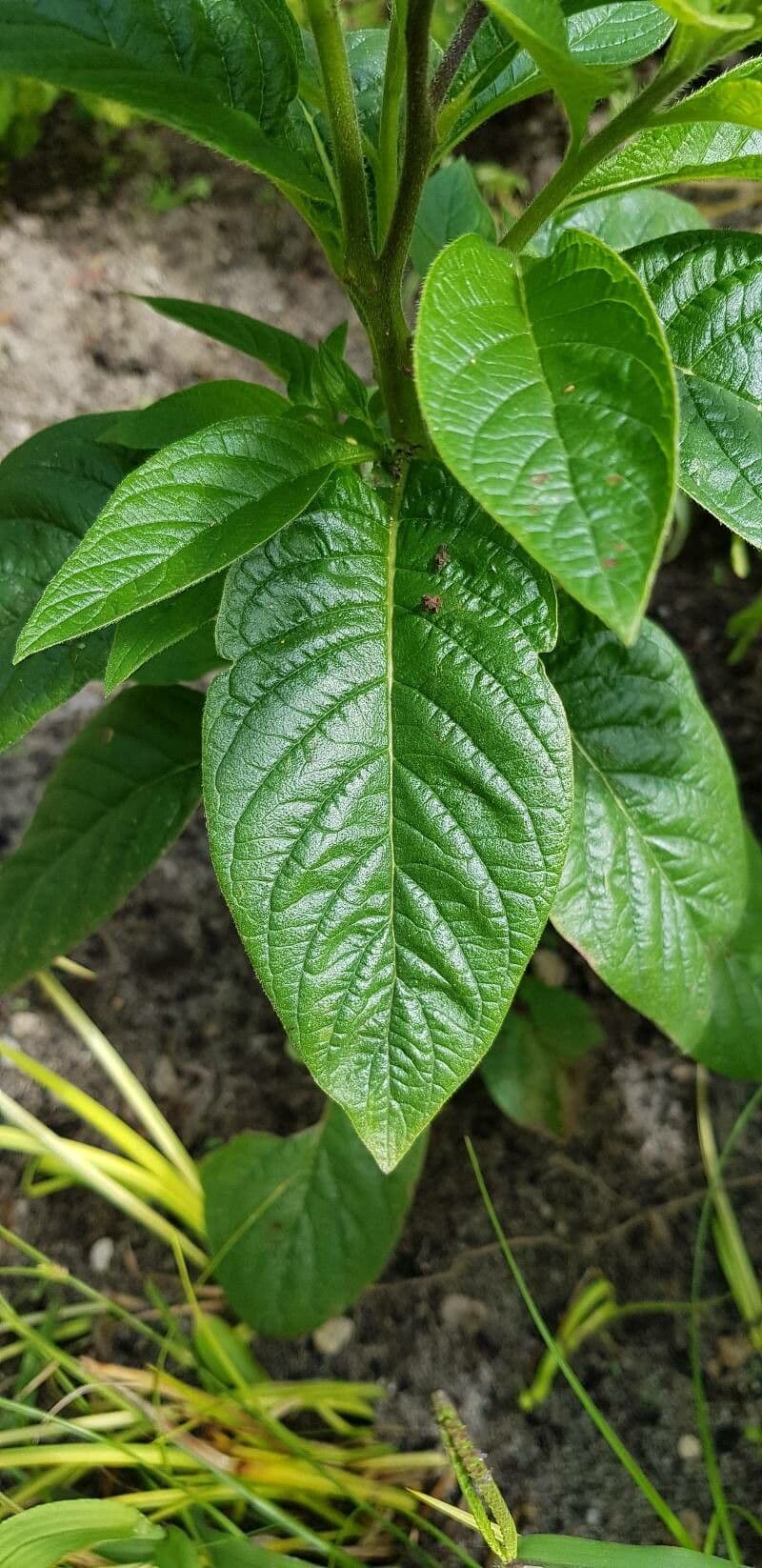 Eliotropio arboreo 13