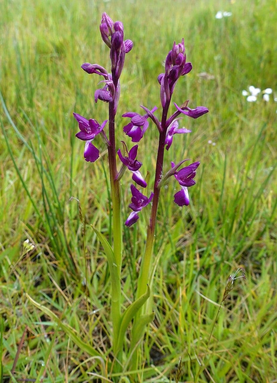 Orchide di palude 8